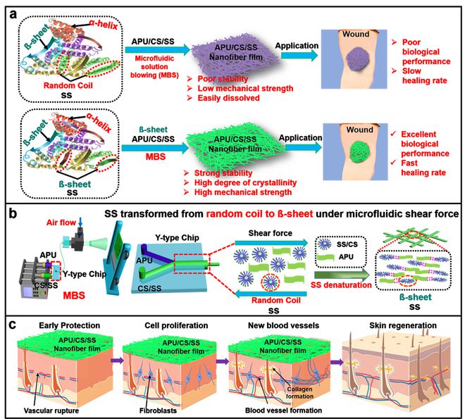 福建農(nóng)林龐杰團隊《Adv. Fiber Mater.》:基于微流控氣噴紡絲技術構筑低成本的絲膠蛋白基人造皮膚