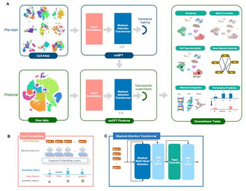 首個(gè)單細(xì)胞生物學(xué)基礎(chǔ)大型語言模型 生物基材料技術(shù)研發(fā)的新里程碑
